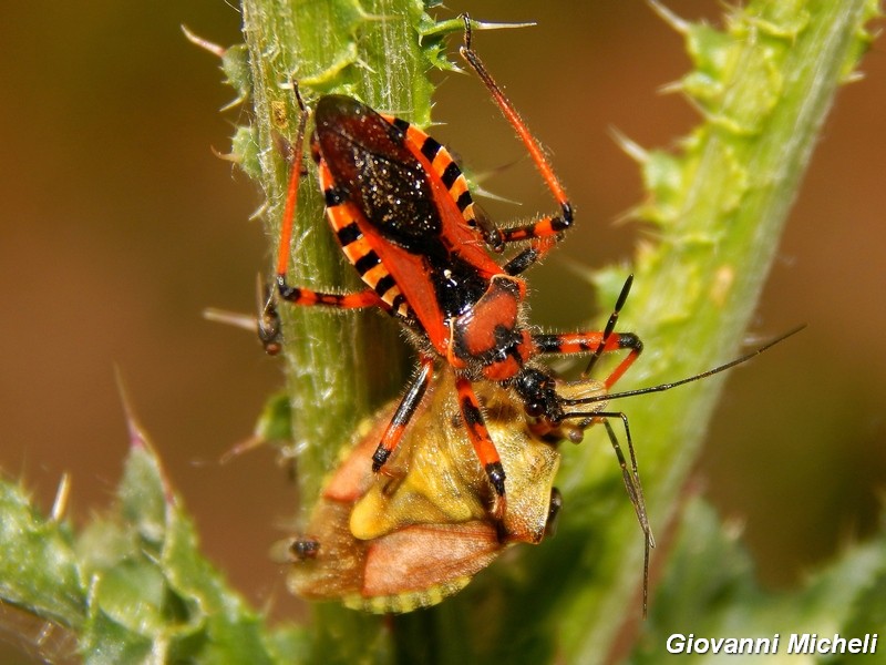 Galleria di insetti predatori e loro prede